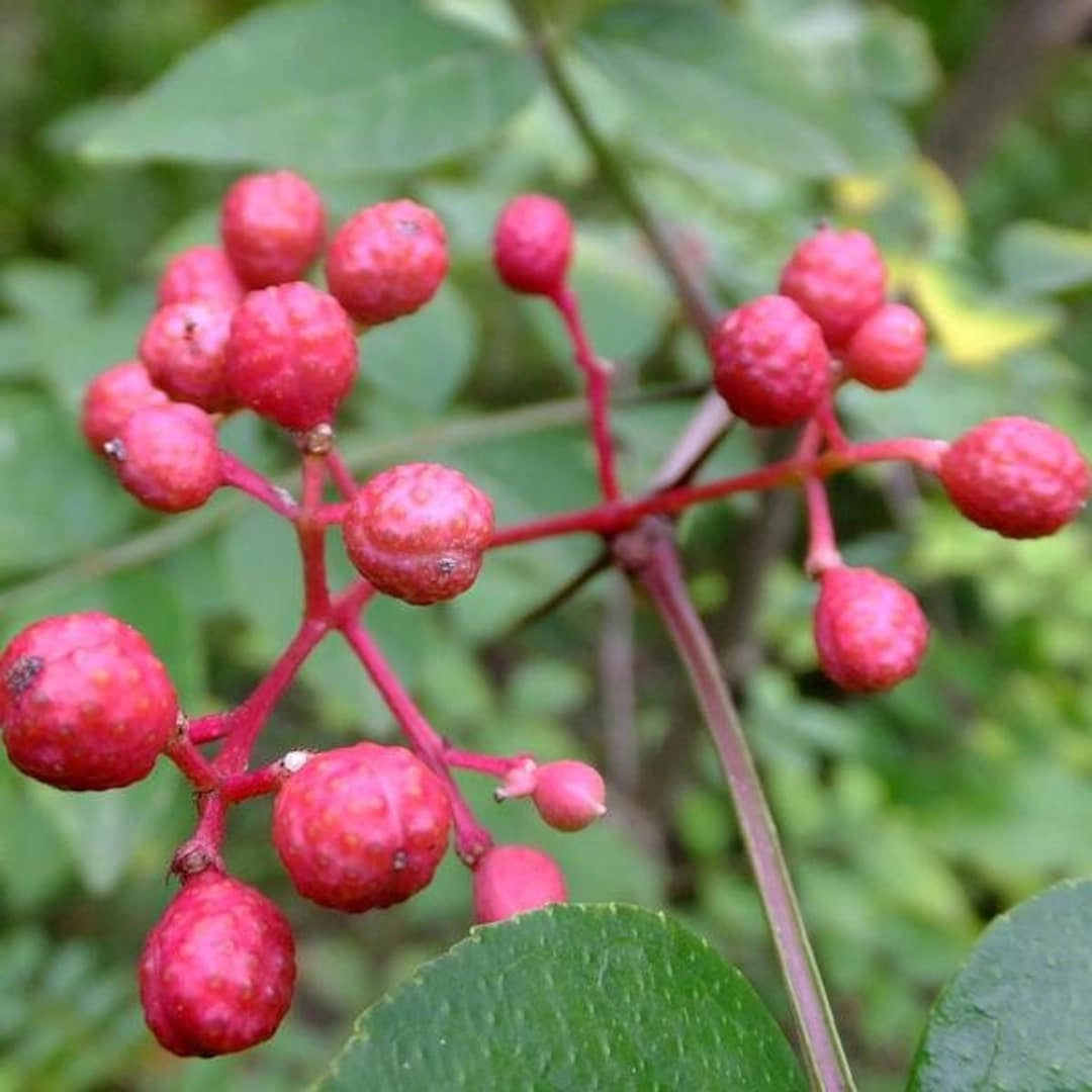 Frassino spinoso